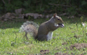 Conway Park Squirrel